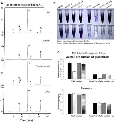 Discovery of Mycothiogranaticins from Streptomyces vietnamensis GIMV4.0001 and the Regulatory Effect of Mycothiol on the Granaticin Biosynthesis